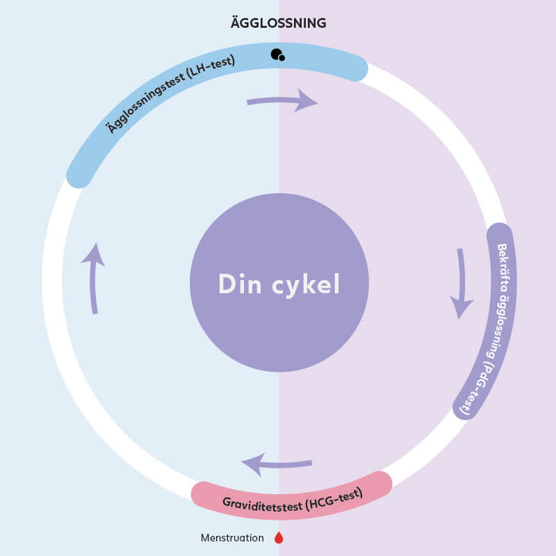 Cykel 